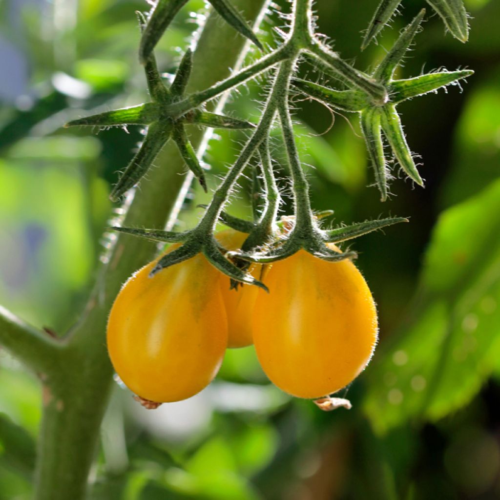 Cherry Tomato Yellow Pear seeds