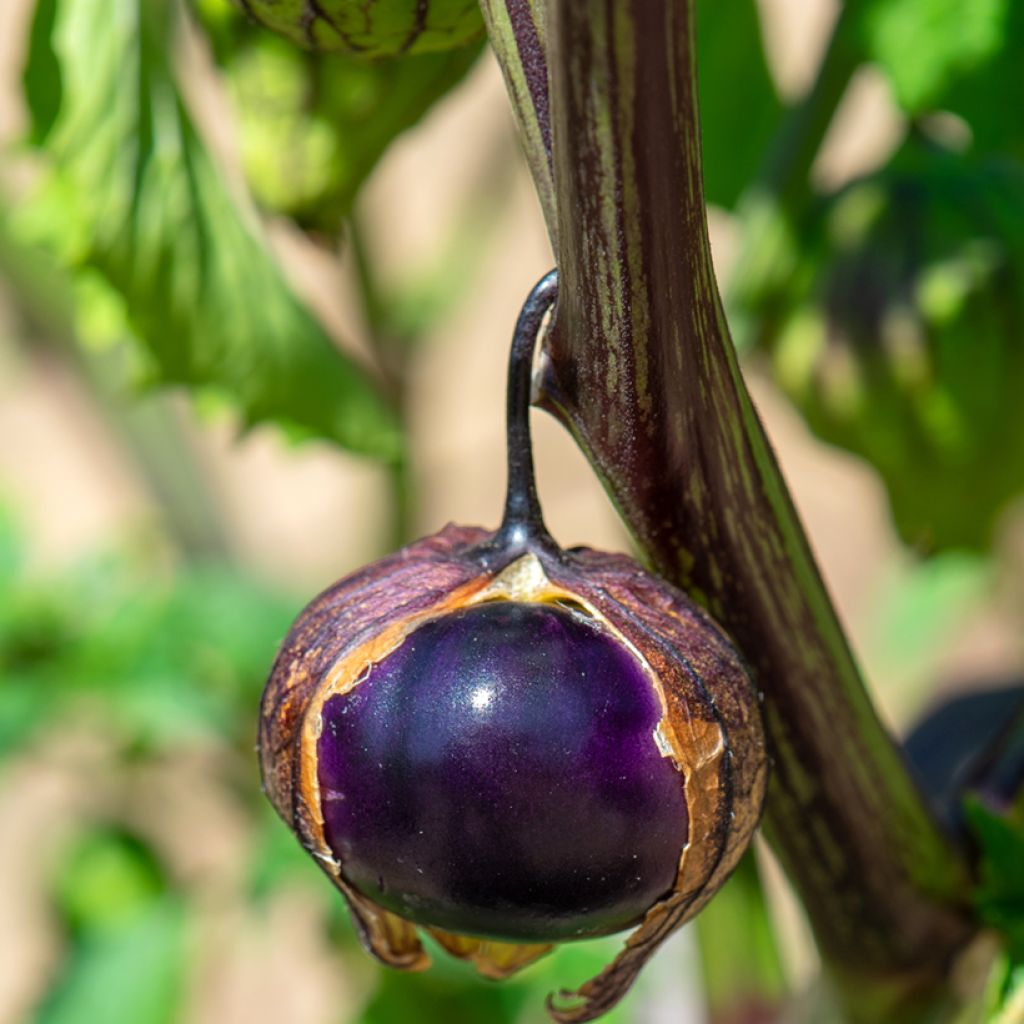 Purple Tomatillo - Ferme de Sainte Marthe seeds