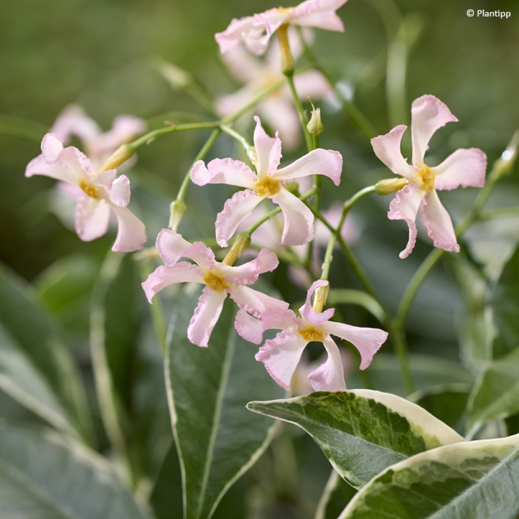 Trachelospermum asiaticum STAR OF MILANO