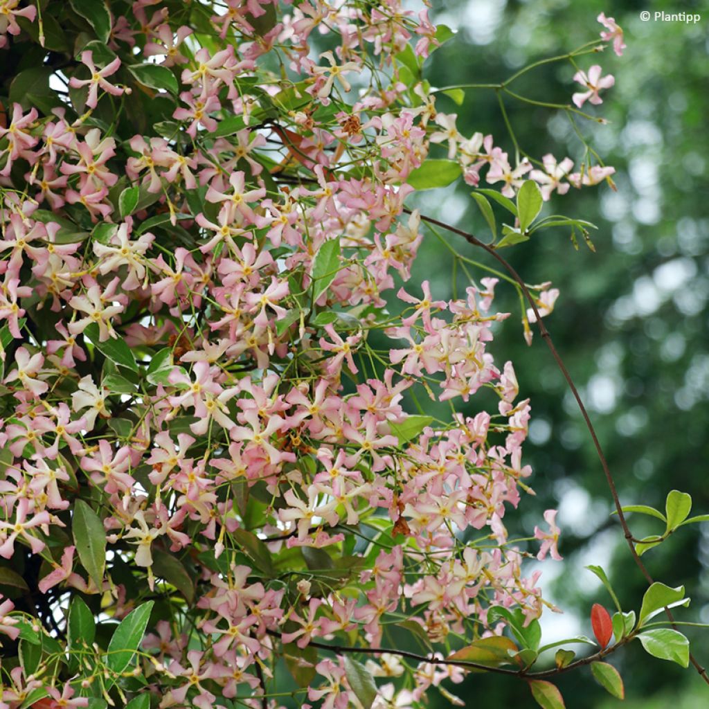 Trachelospermum asiaticum STAR OF MILANO