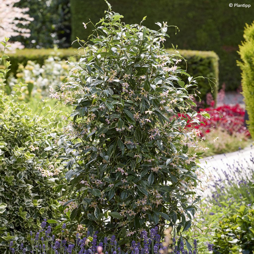 Trachelospermum asiaticum STAR OF MILANO