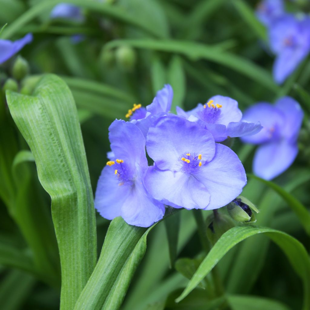 Tradescantia Ocean Blue - Spiderwort