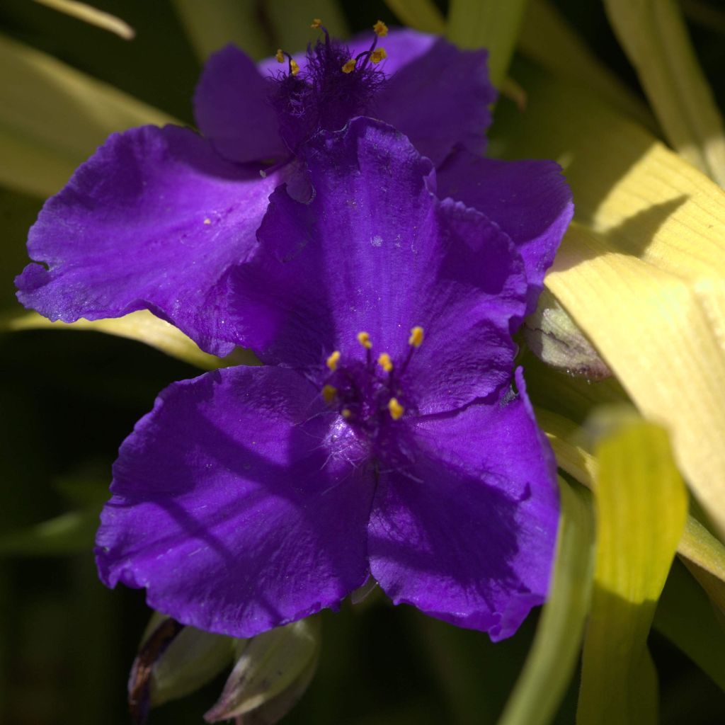 Ephémère de Virginie, Tradescantia andersoniana Blue and Gold