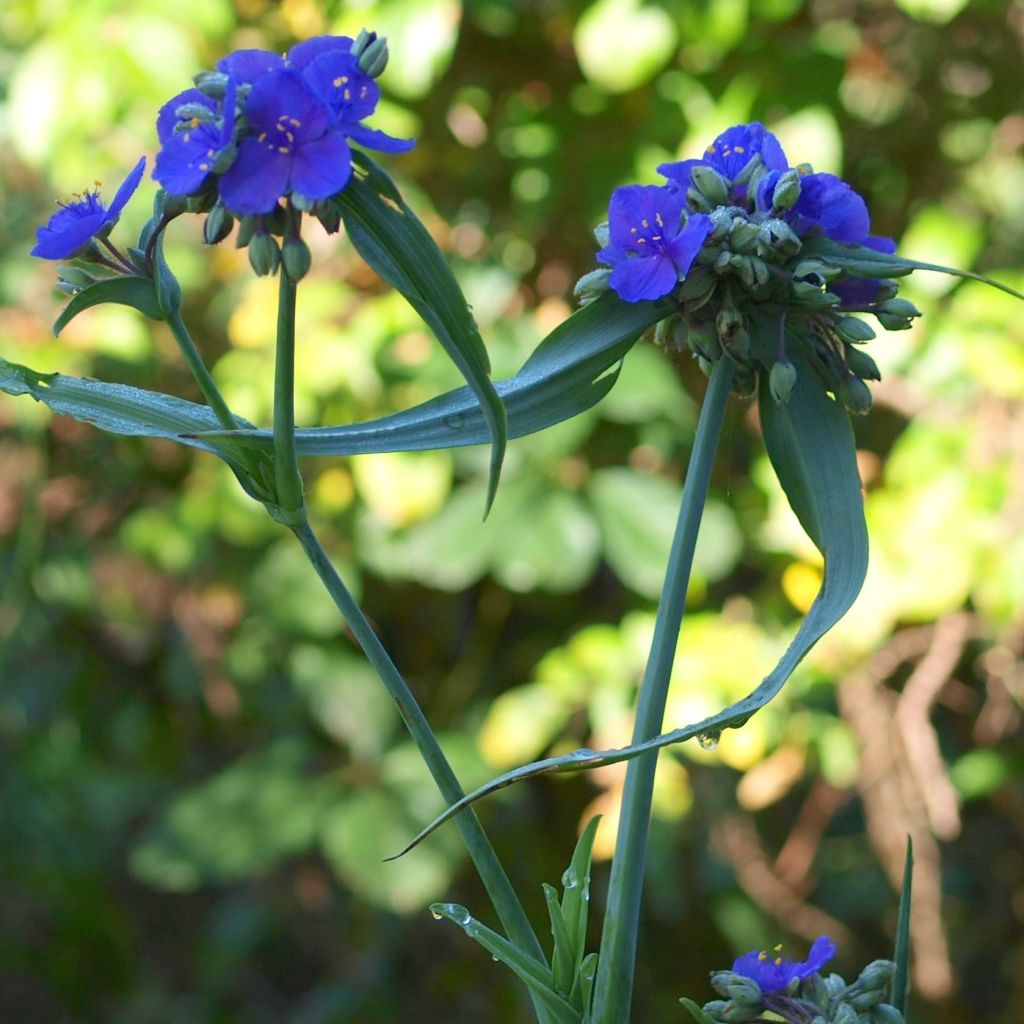 Tradescantia andersoniana Isis - Spiderwort