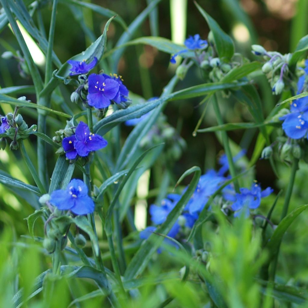 Tradescantia andersoniana Isis - Spiderwort