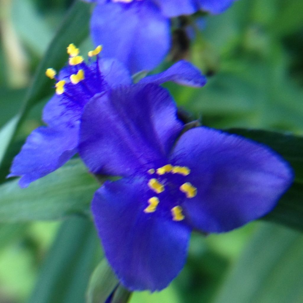 Tradescantia andersoniana Isis - Spiderwort