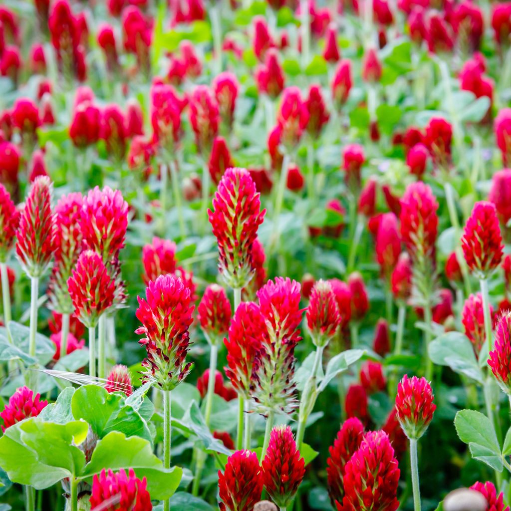 Trifolium incarnatum 