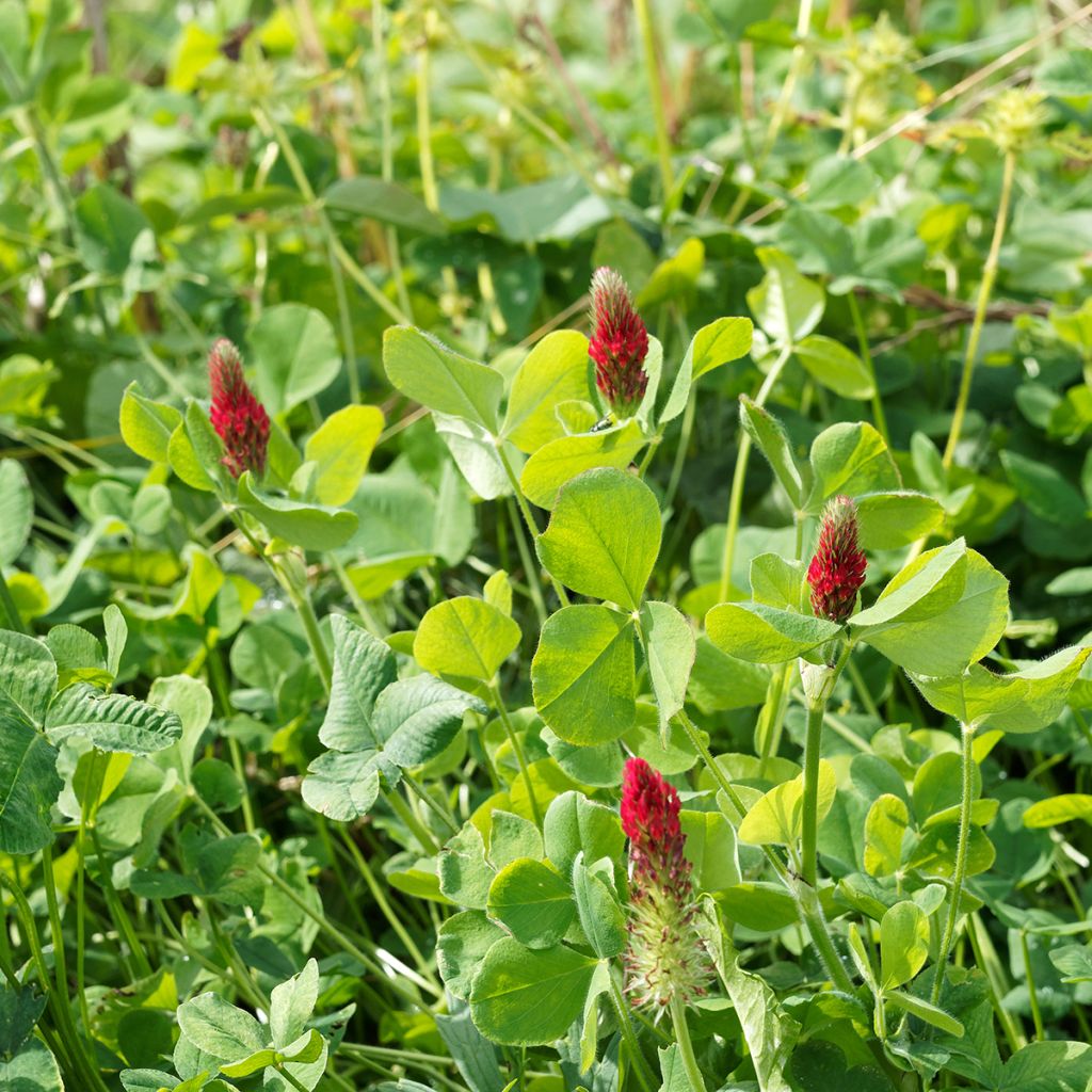 Trifolium incarnatum 