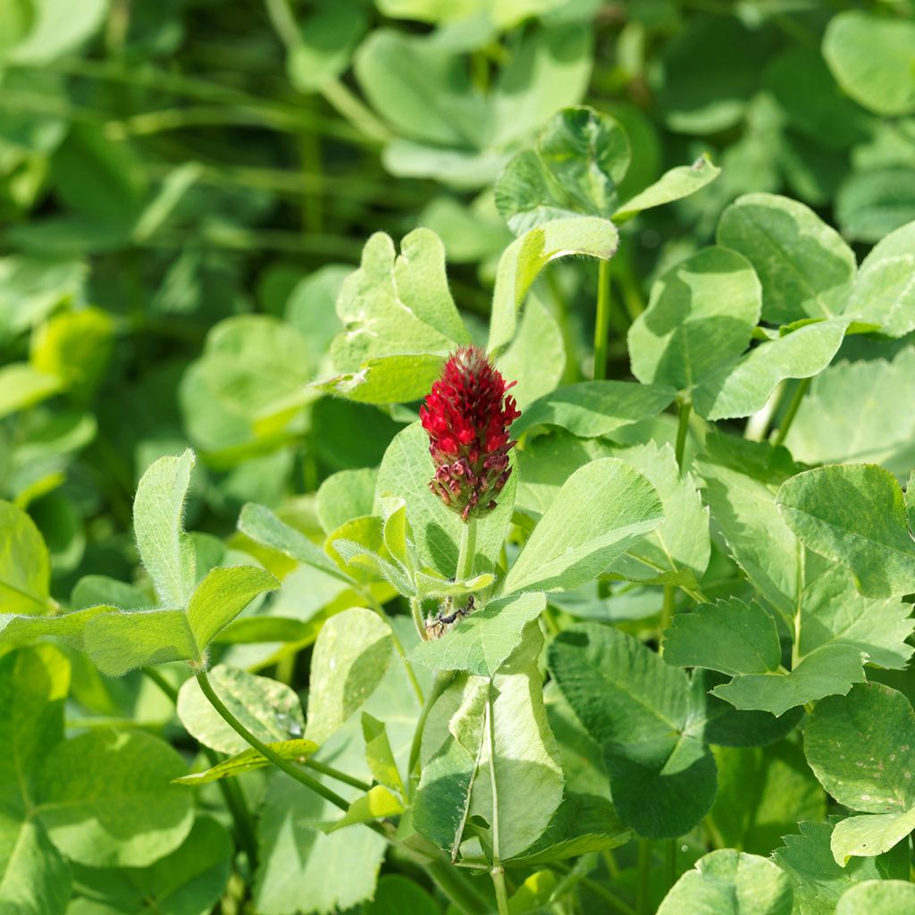 Trifolium incarnatum 