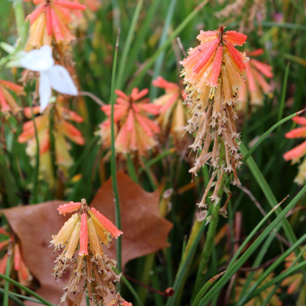 Kniphofia uvaria Papaya Popsicle - Red Hot Poker