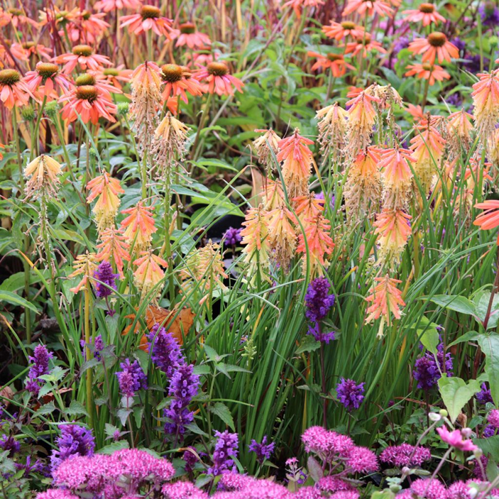 Kniphofia uvaria Papaya Popsicle - Red Hot Poker