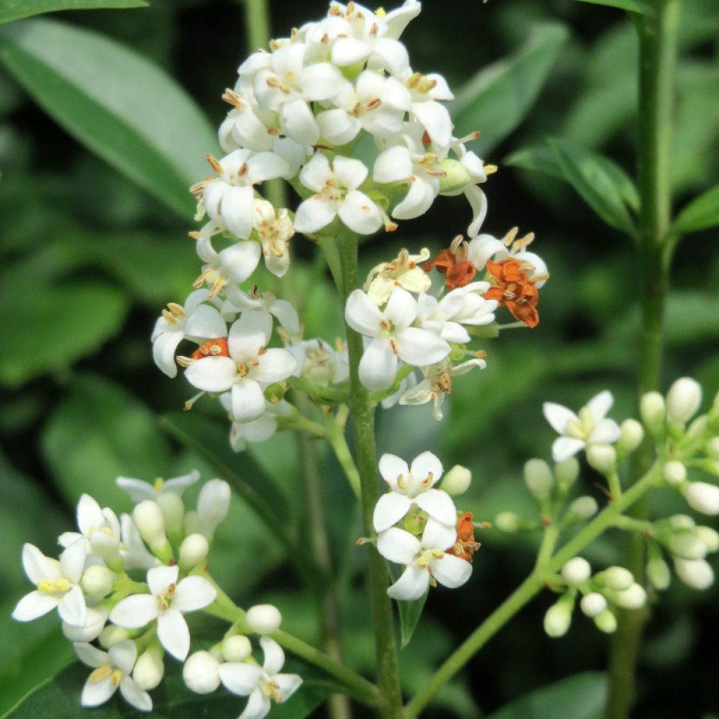 Common Privet - Ligustrum vulgare