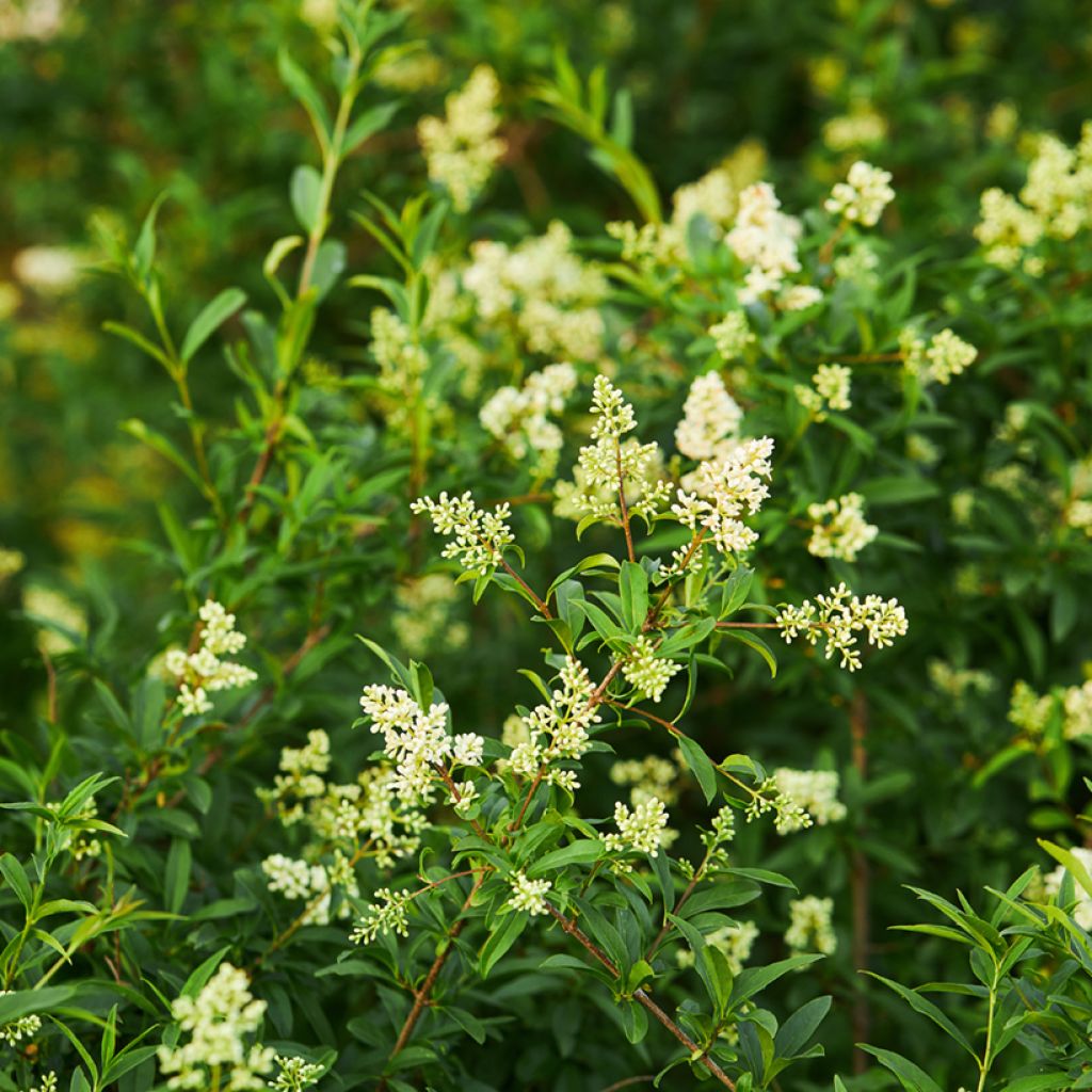 Common Privet - Ligustrum vulgare