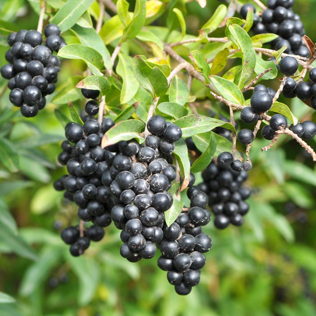 Common Privet - Ligustrum vulgare