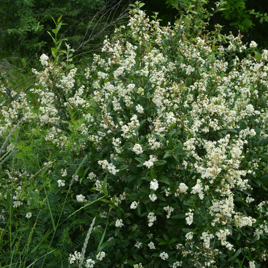 Common Privet - Ligustrum vulgare