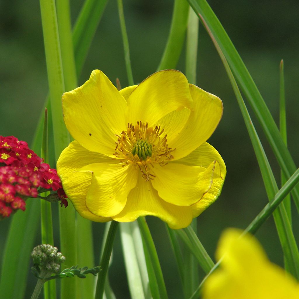 Trollius stenopetalus - Globe flower 