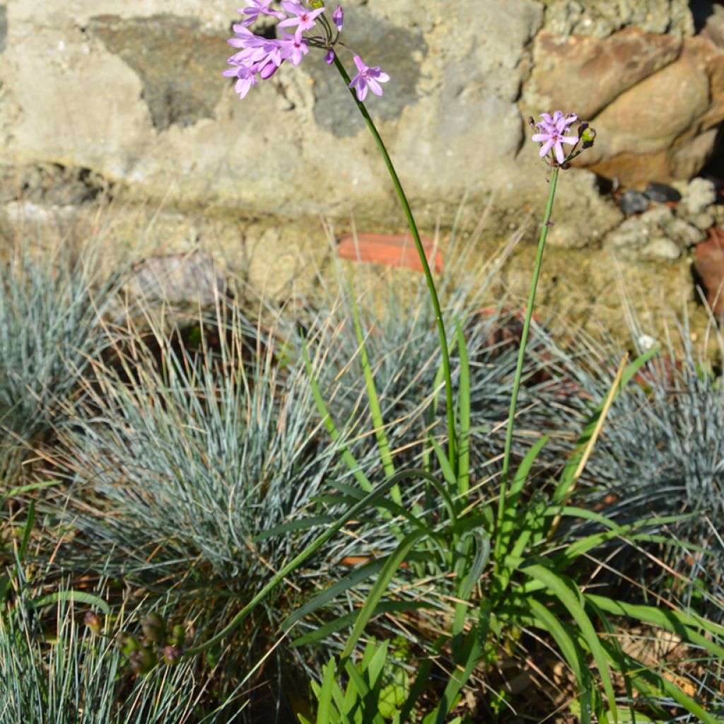 Tulbaghia violacea Dark Star - Society garlic