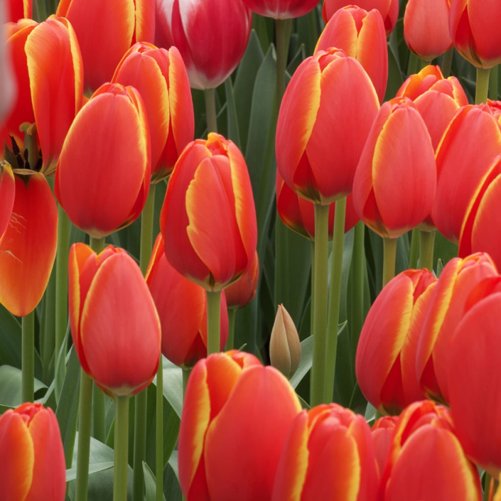 Tulipa World's Favourite - Darwin hybrid Tulip