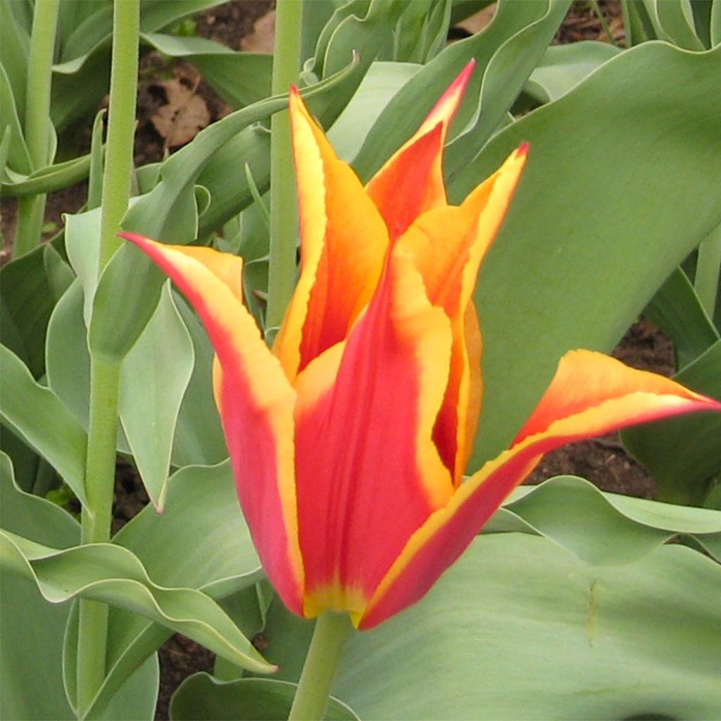 Tulipe Fleur De Lis Synaeda King