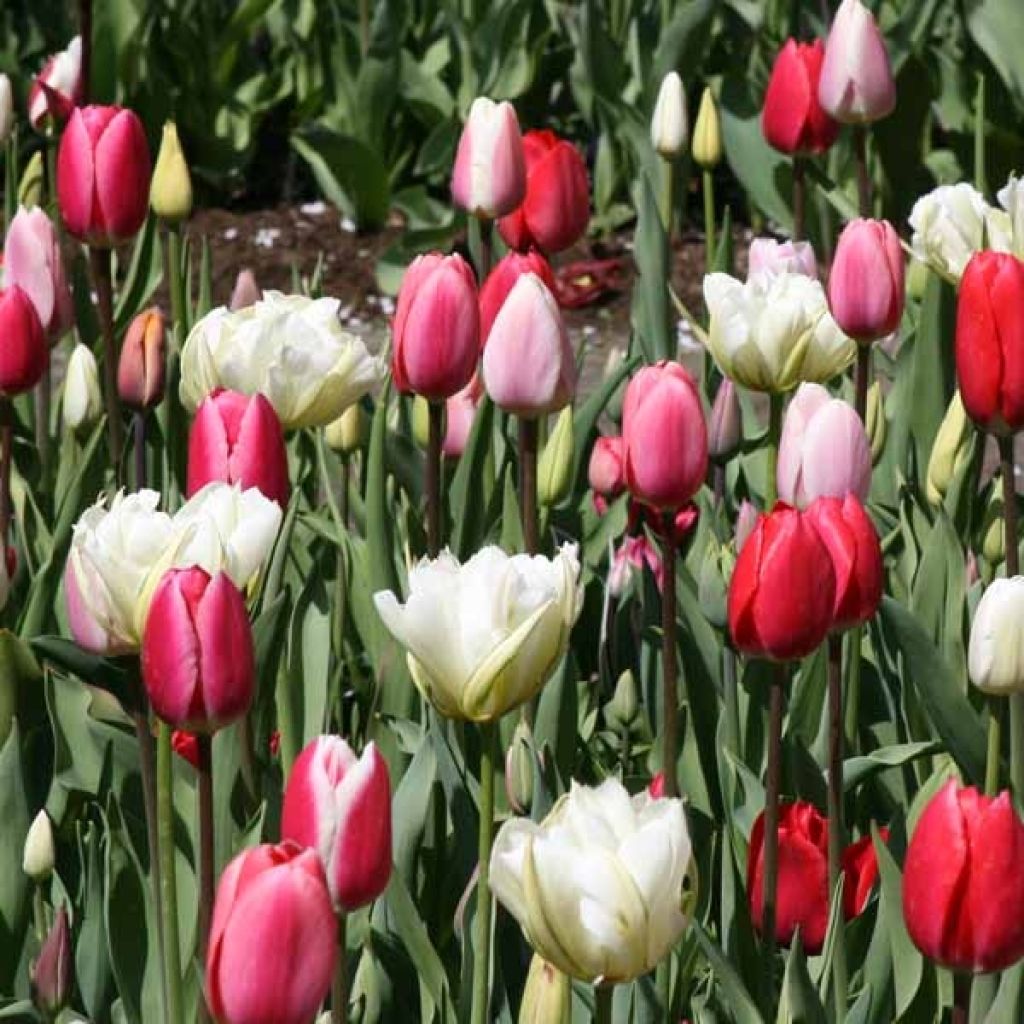 Harmony Tulips Lollipops Collection