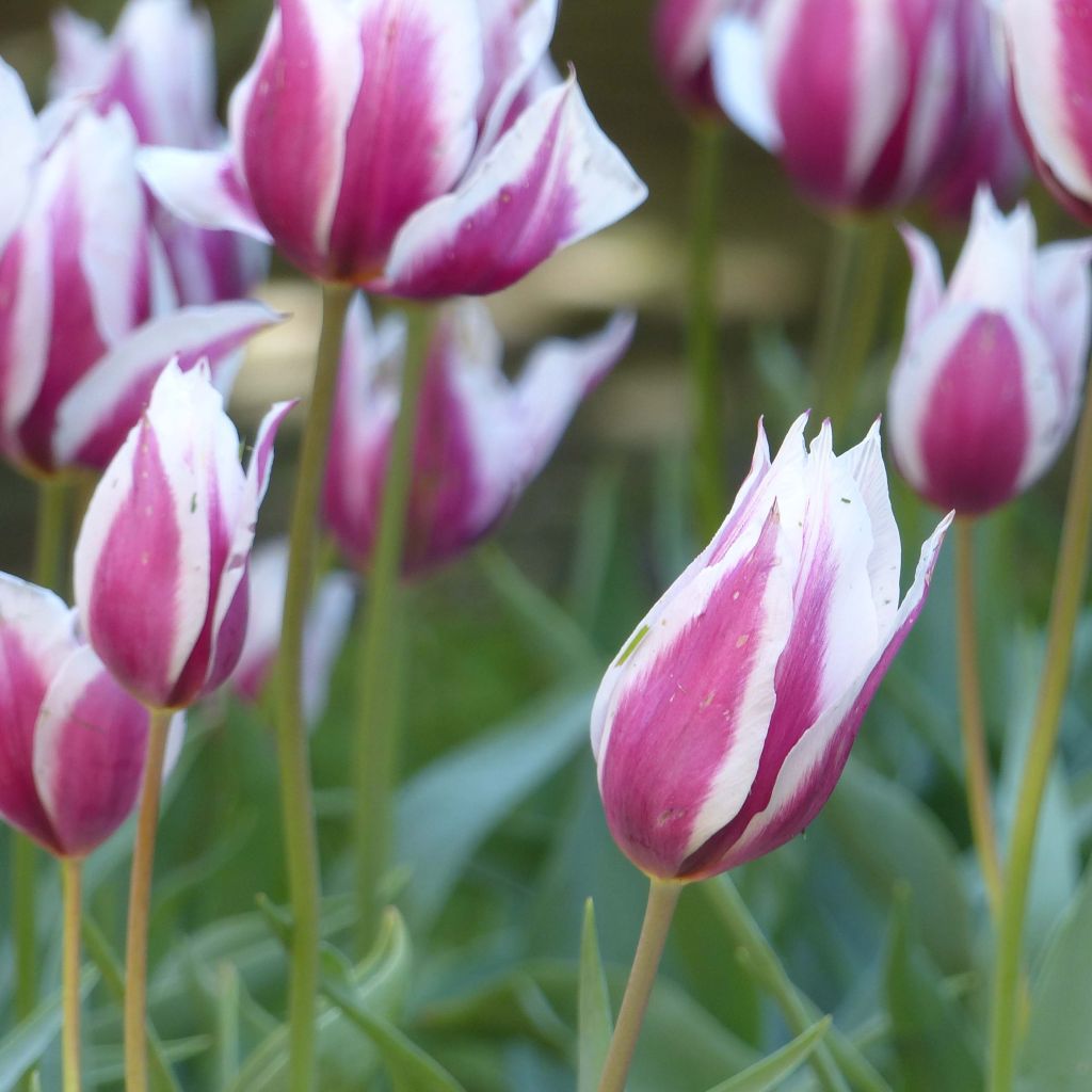 Tulipe Lac van Rijn 1620