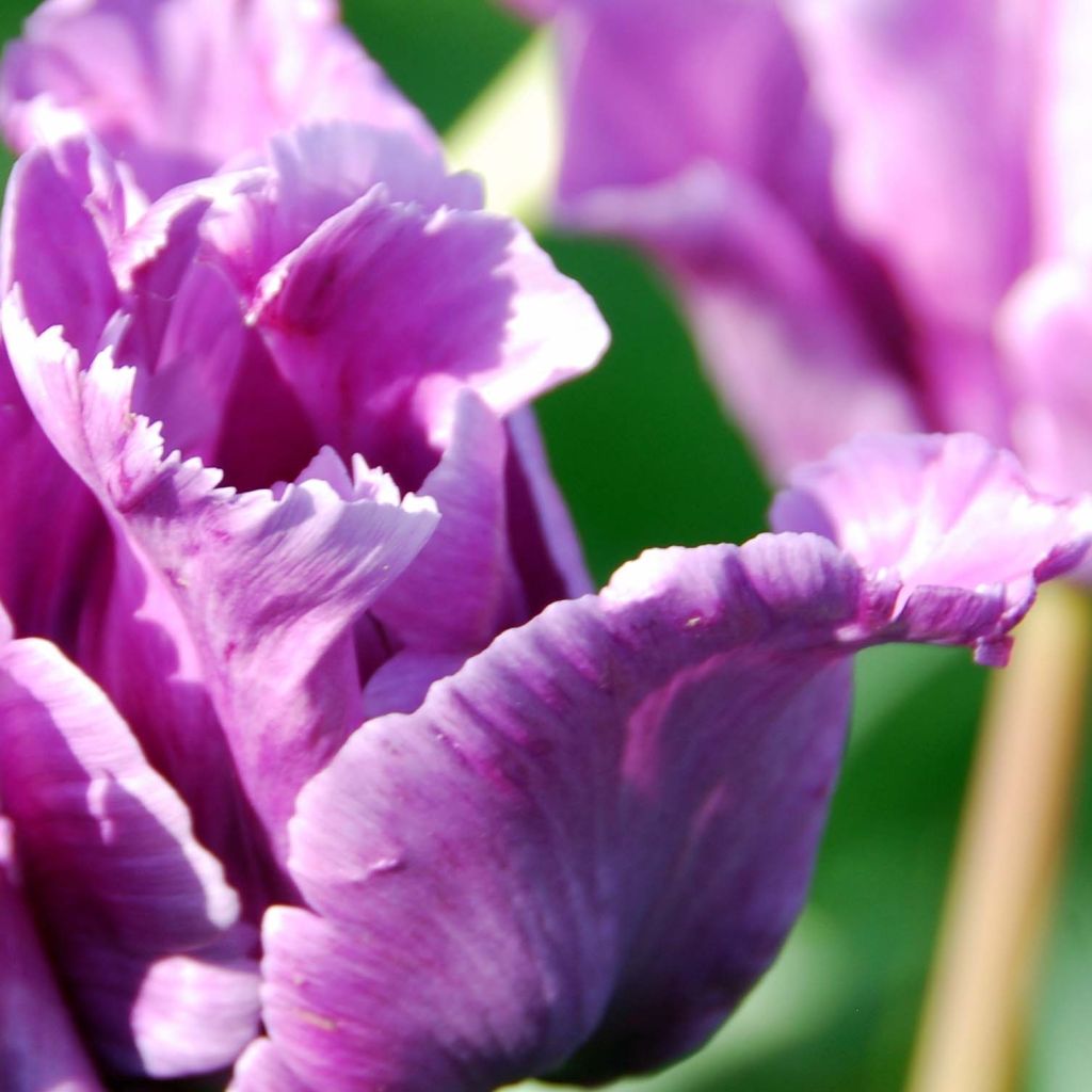 Tulipa Blue Parrot - Parrot Tulip