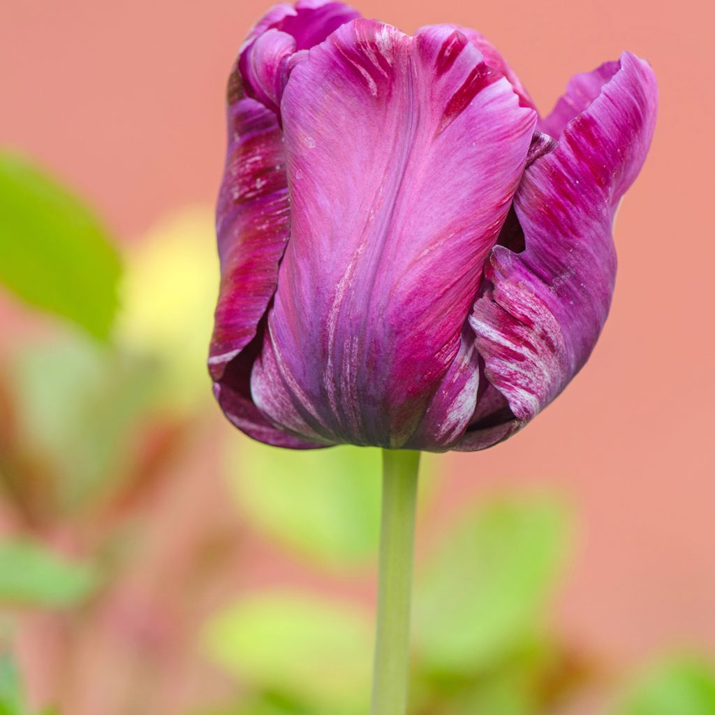 Tulipa Blue Parrot - Parrot Tulip