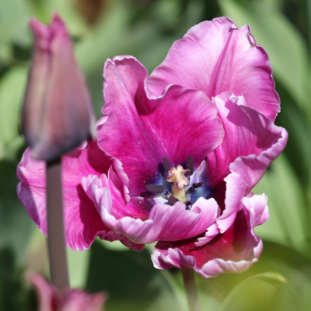 Tulipa Blue Parrot - Parrot Tulip