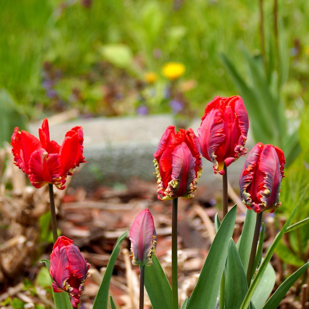 Tulipa Rococo - Parrot Tulip