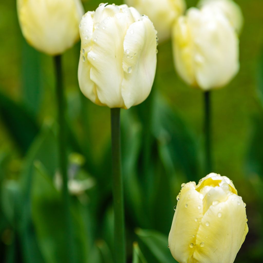 Tulipa Creme Flag - Triumph Tulip