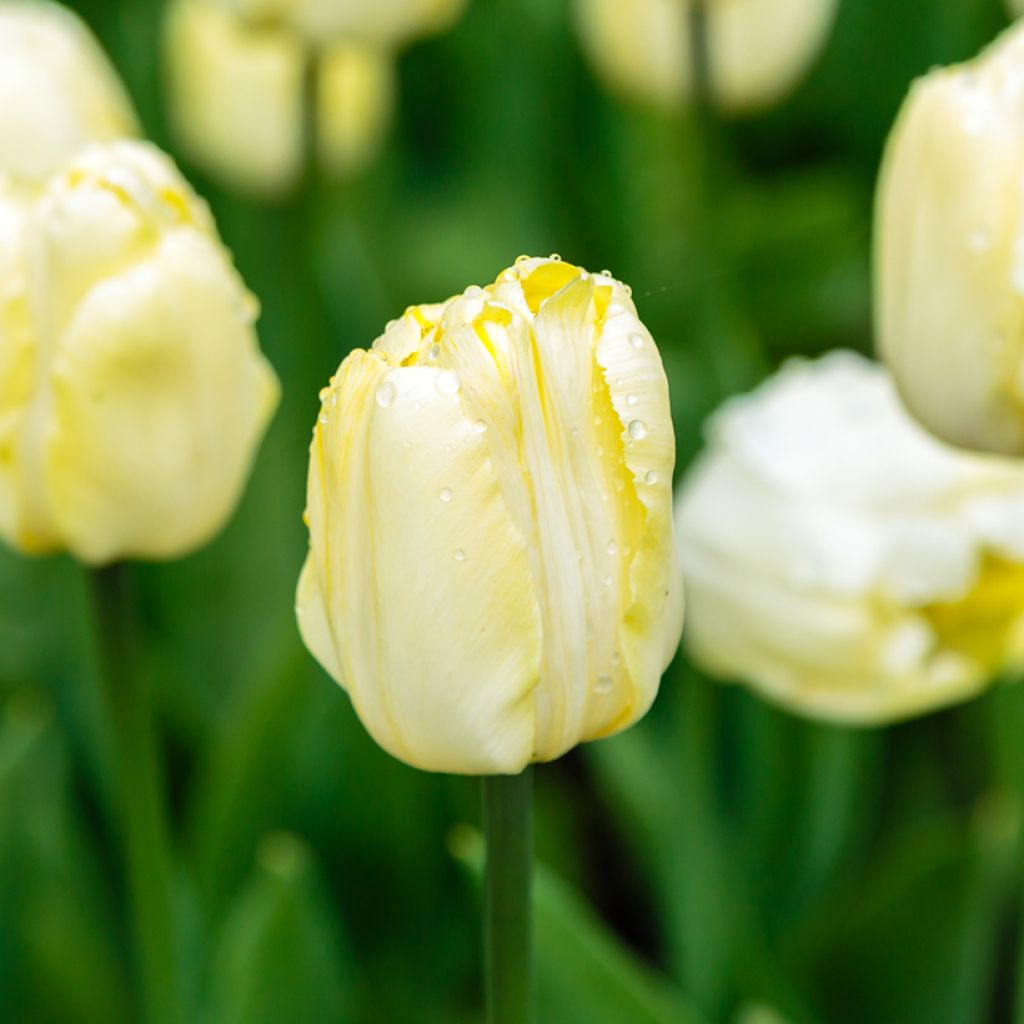 Tulipa Creme Flag - Triumph Tulip