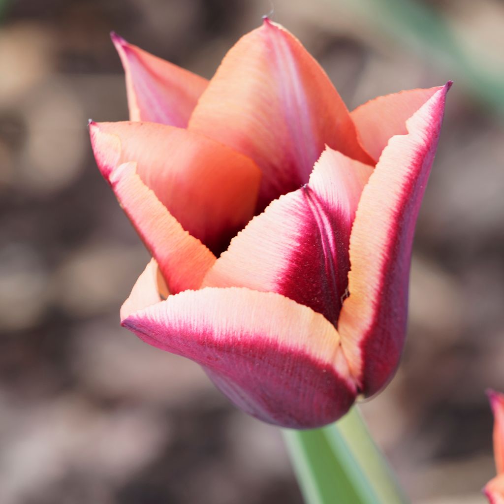 Tulipa Muvota - Triumph Tulip