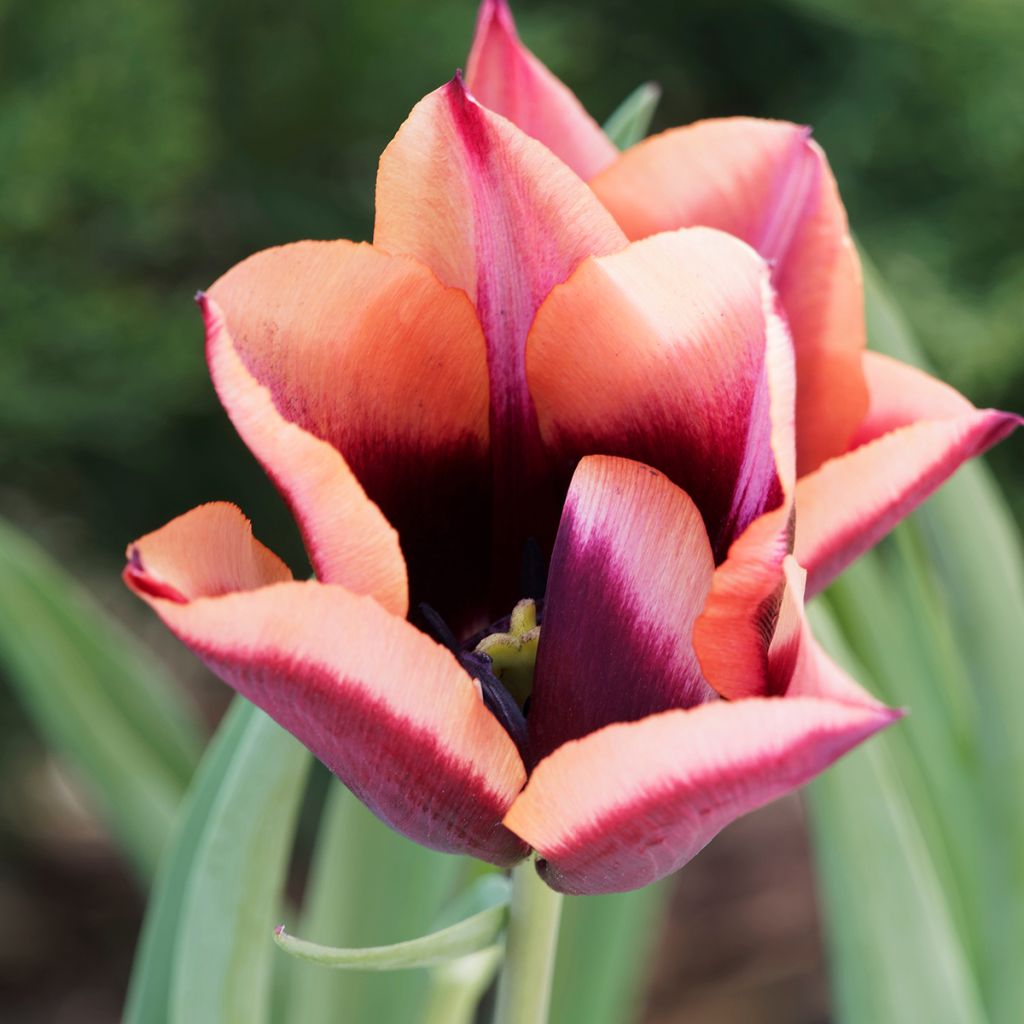 Tulipa Muvota - Triumph Tulip