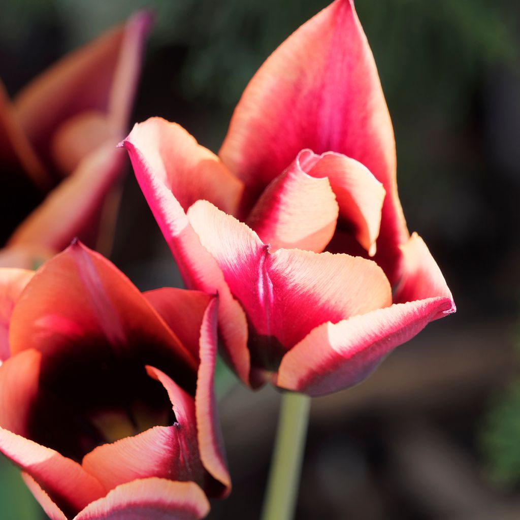 Tulipa Muvota - Triumph Tulip