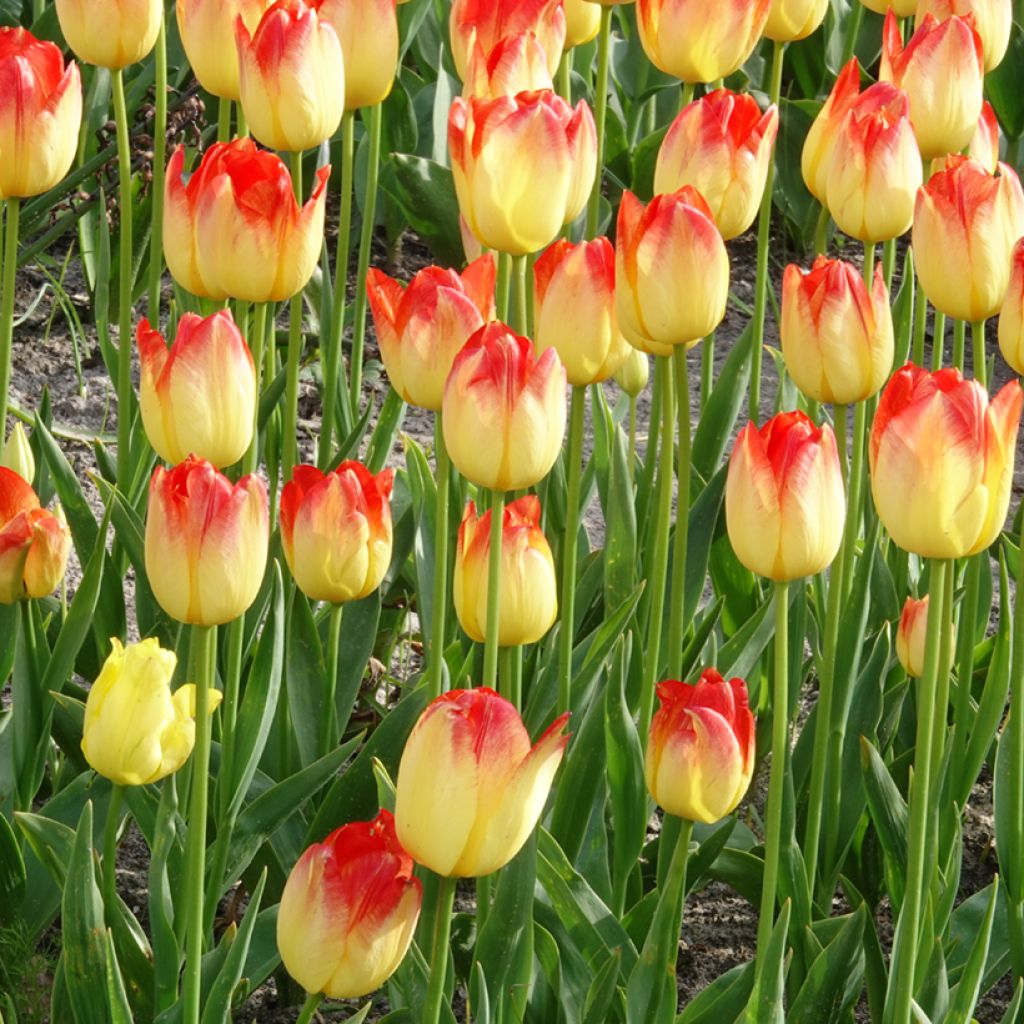 Tulipa Triumph Suncatcher