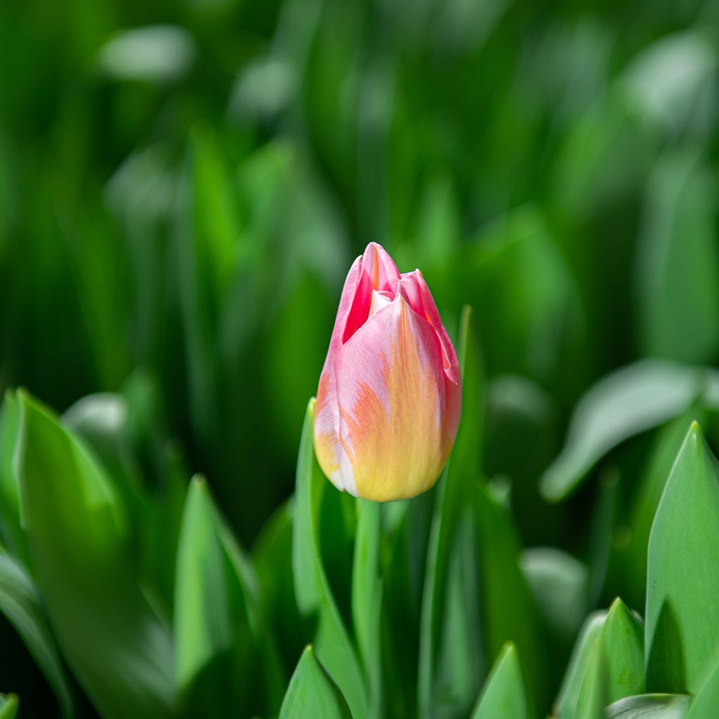 Tulipa Triumph Tom Thumb