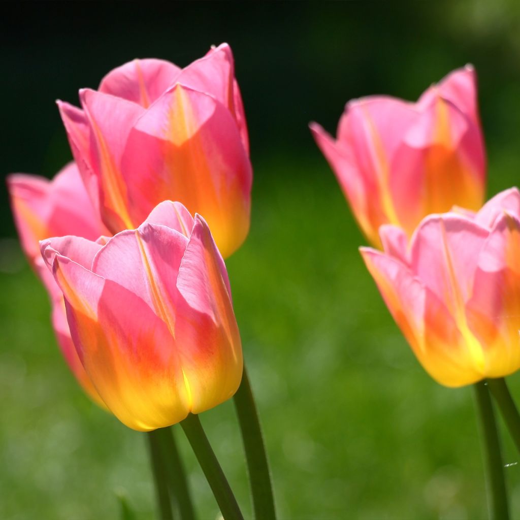 Tulipa Triumph Tom Thumb