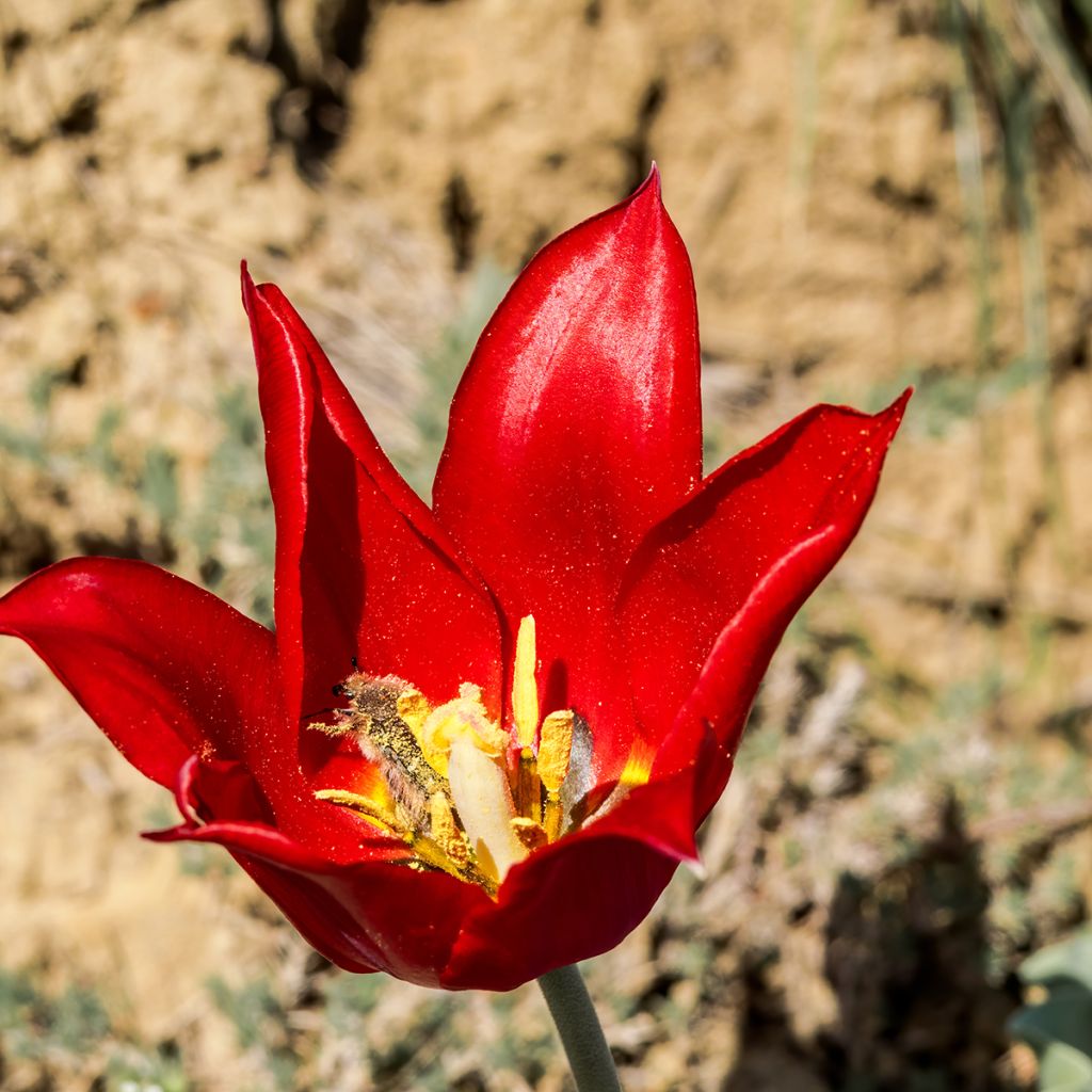 Tulipa eichleri - Botanical Tulip