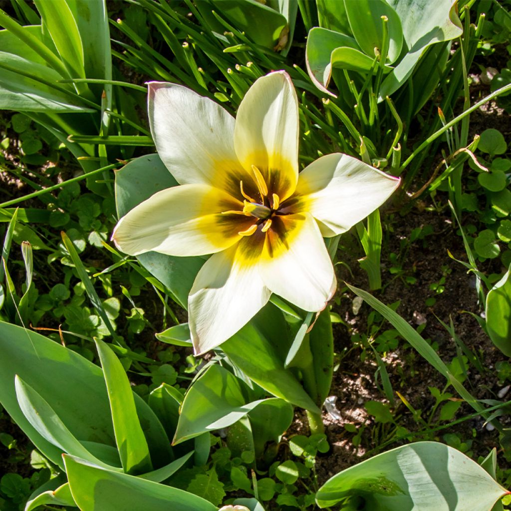 Tulipa greigii Albion Star