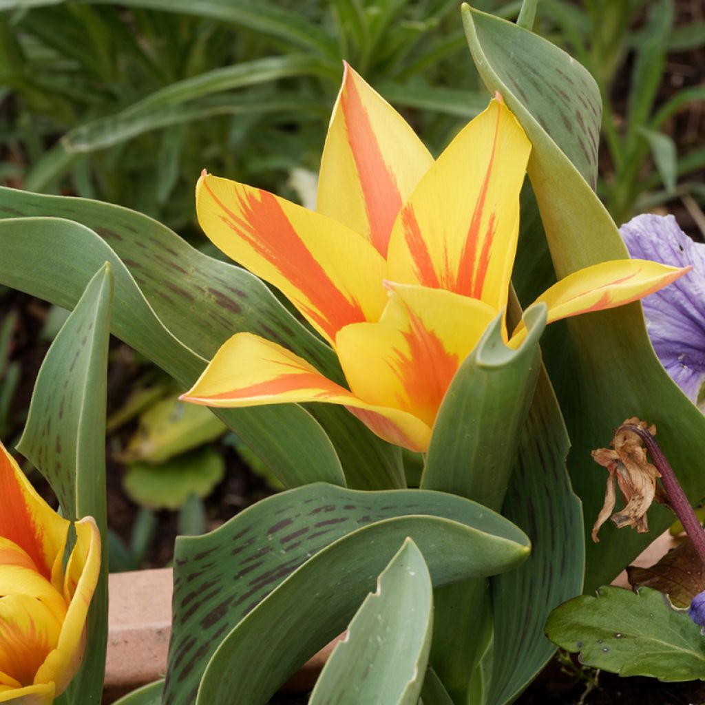 Tulipa Winnipeg - Greigii Tulipa