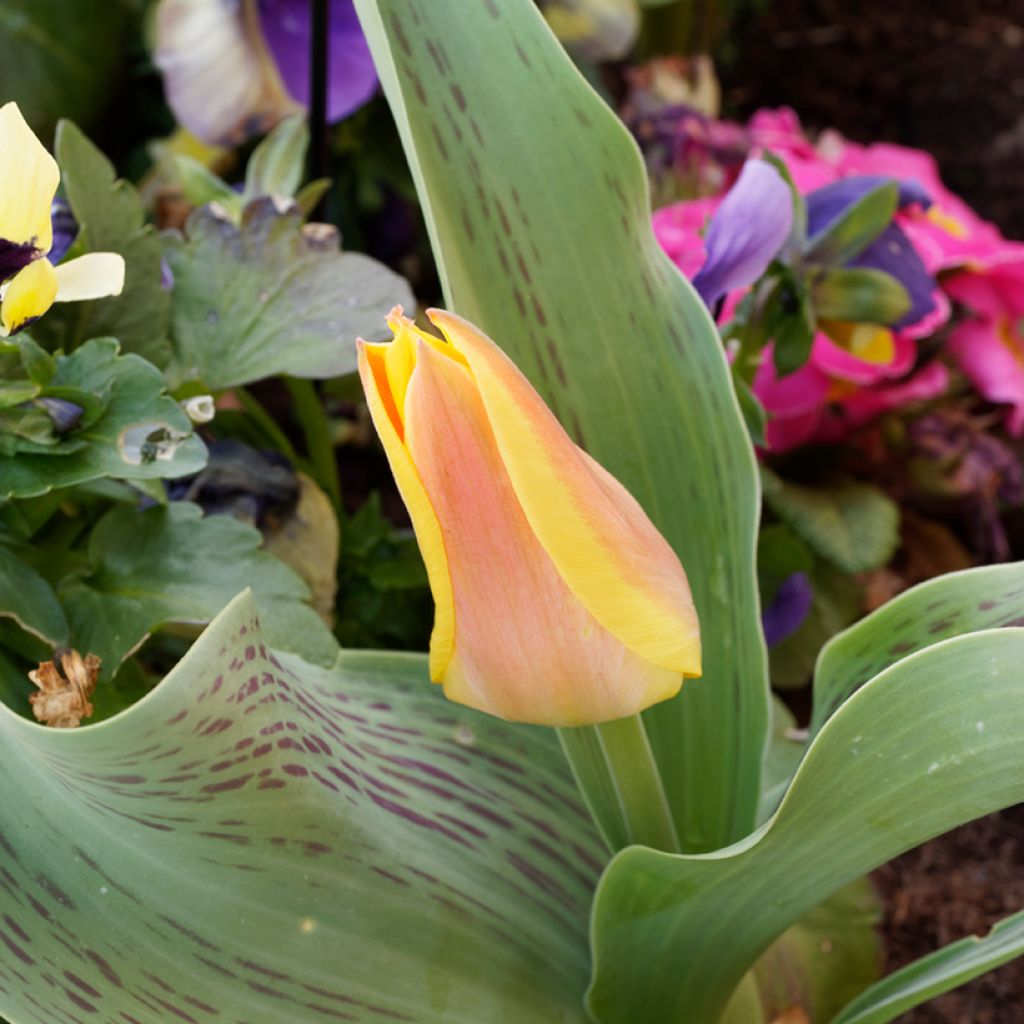 Tulipa Winnipeg - Greigii Tulipa