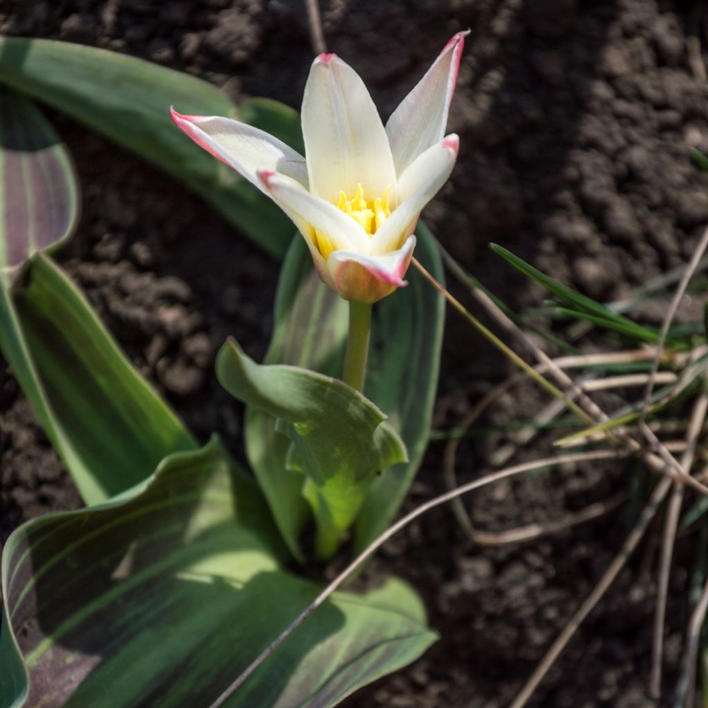 Tulipa kaufmanniana Hearts Delight