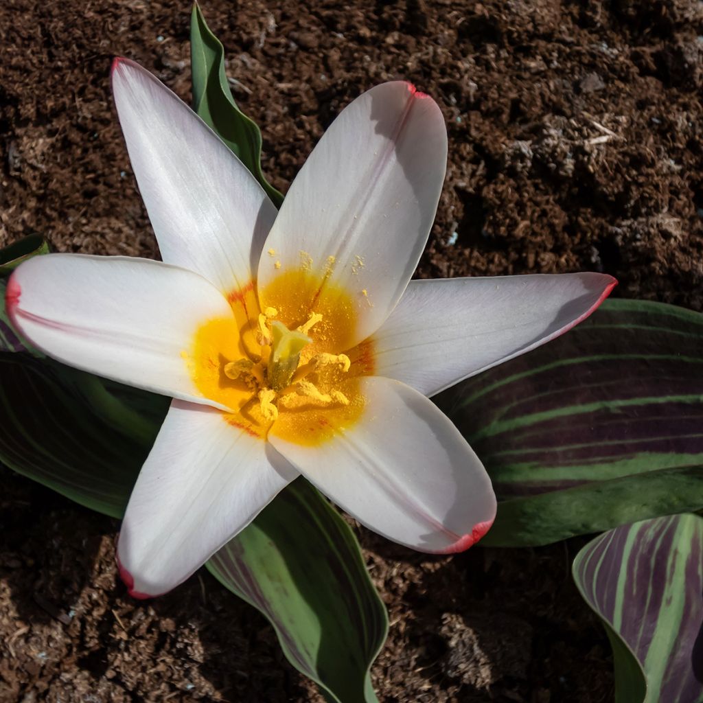 Tulipa kaufmanniana Hearts Delight