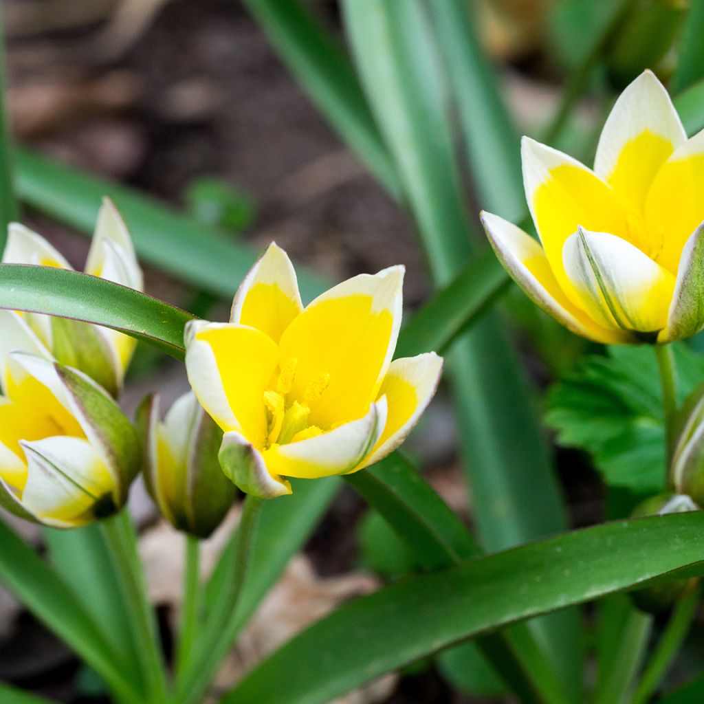 Tulipa tarda - Botanical Tulip