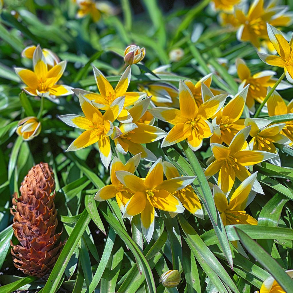 Tulipa tarda - Botanical Tulip