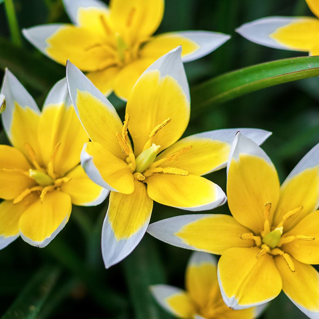 Tulipa tarda - Botanical Tulip