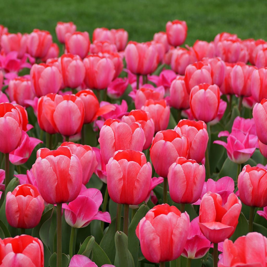 Tulipa Darwin Pink Impression - Darwin hybrid Tulip