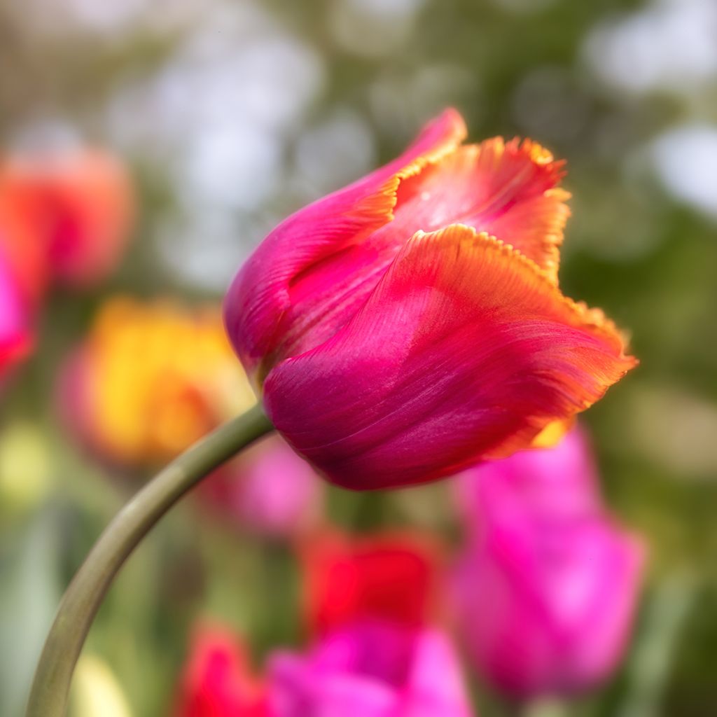 Tulipa crispa 'Louvre Orange'