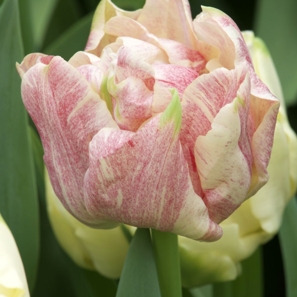 Tulipa Silk Road Early double Tulip