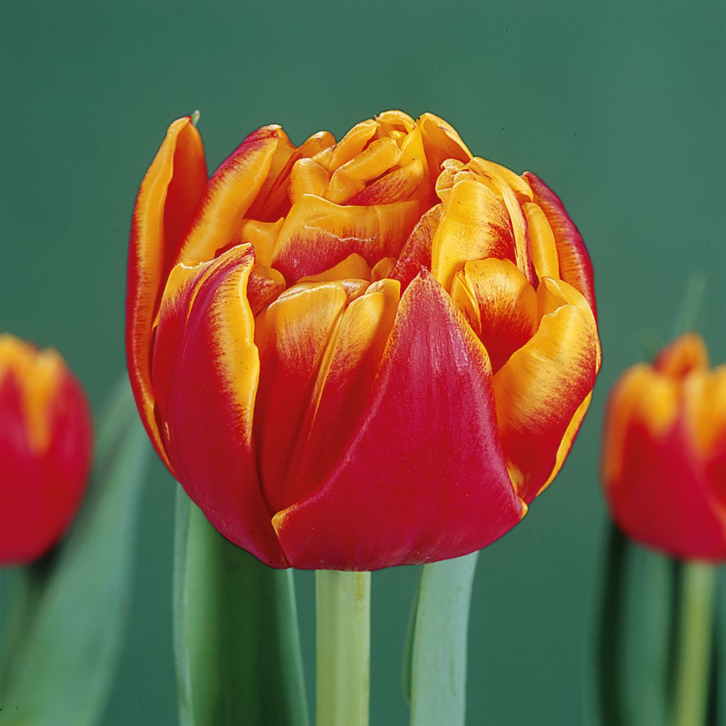 Tulipa Cilesta- Double Early Tulip